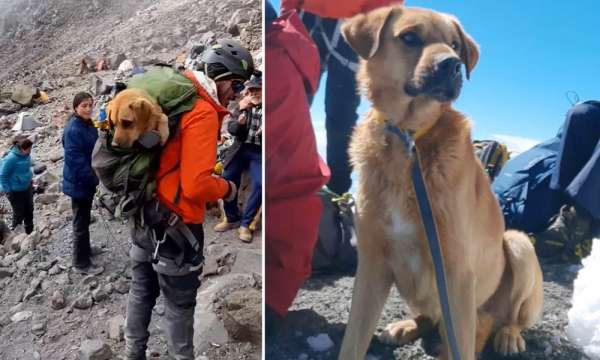  Leo lại đỉnh núi 5.636 mét cao nhất Mexico để giải cứu chú chó mắc kẹt trong tuyết 