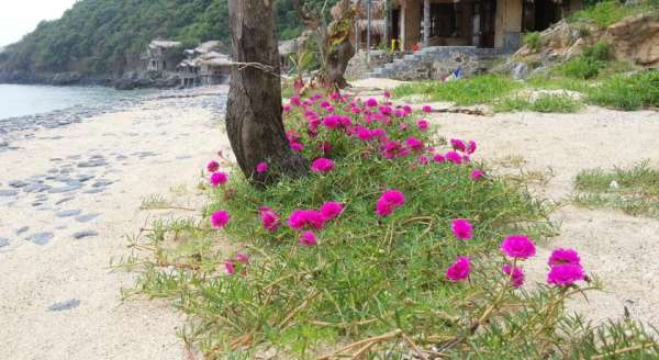 Cát Ông Beach Cottages