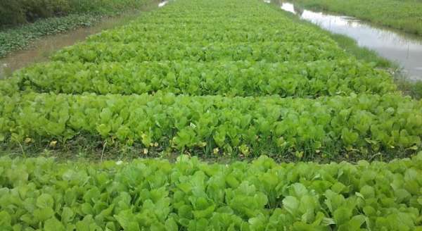 Nhà trọ Green Village